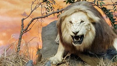 Lions Among You Lions Among You