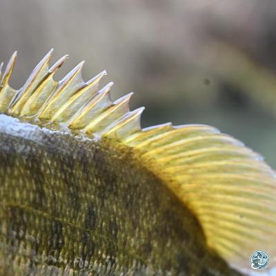 S8, Ep 16: The Seasonal Shift: Matt Reilly Discusses Spring Fishing Strategies in Southwest Virginia S8, Ep 16: The Seasonal Shift: Matt Reilly Discusses Spring Fishing Strategies in Southwest Virginia