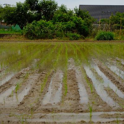 第59回　雑談　（田植え、鶏、種取りについて）