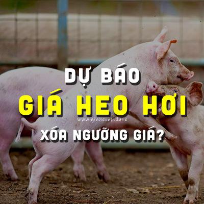 DỰ BÁO GIÁ HEO HƠI NGÀY MAI 20/12/2025 ▶ XÓA NGƯỠNG? ĐỘNG THÁI TỪ ÔNG LỚN CHĂN NUÔI... #GIAHEOHOI