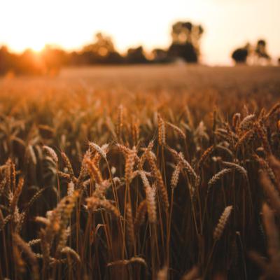 A Comparative Analysis for Predicting Wheat Yield in Rainfed Areas of Morocco