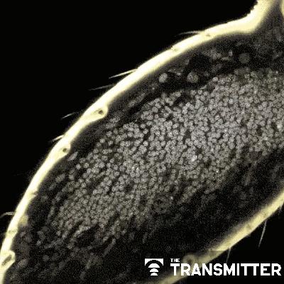 Ant olfactory neurons reveal new 'transcriptional shield' mechanism of gene regulation Ant olfactory neurons reveal new 'transcriptional shield' mechanism of gene regulation