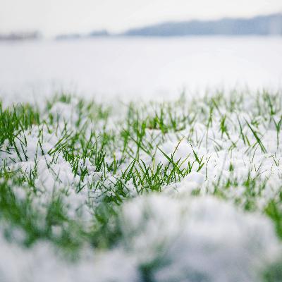 Selecting the Best Apple Seeds, Dormant Seeding With Snow, When to Treat for Creeping Charlie Selecting the Best Apple Seeds, Dormant Seeding With Snow, When to Treat for Creeping Charlie