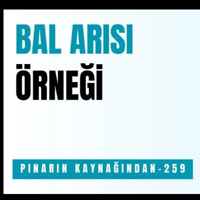 BAL ARISI ÖRNEĞİ