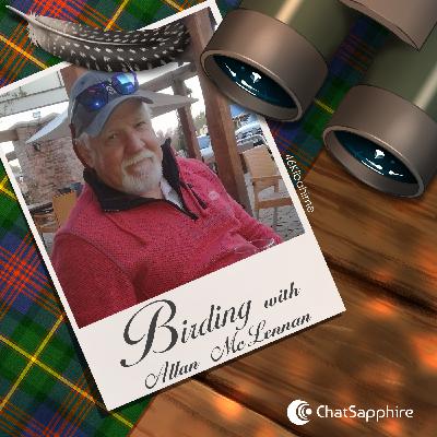 #32 Pelicans #32 Pelicans