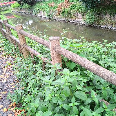 のりこ、ピアノ瞑想を語る③ のりこ、ピアノ瞑想を語る③