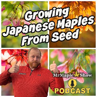 Growing Japanese Maples From Seed | MrMaple Show Podcast