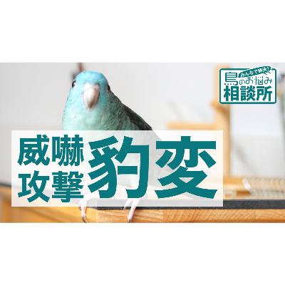 10年経ってから性格が豹変してしまったモモイロインコ。【鳥のお悩み相談所】