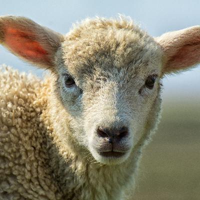 Le mouton qui portait trop de pulls