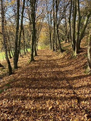 FGG260 – Ich hatte euch mitgenommen