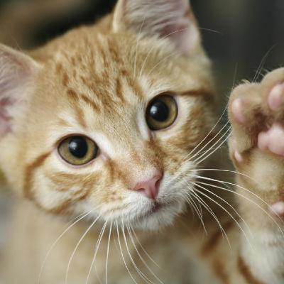 A un gatto