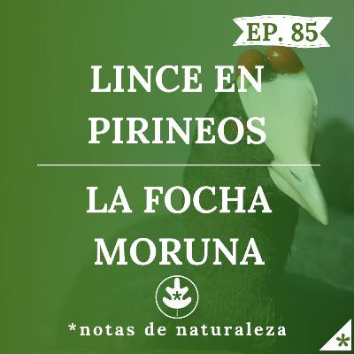 El Lince en Pirineos y La Focha Moruna #85