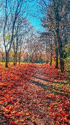 Autumn Unrushed: How to Embrace the Season Without the Guilt of Doing Less