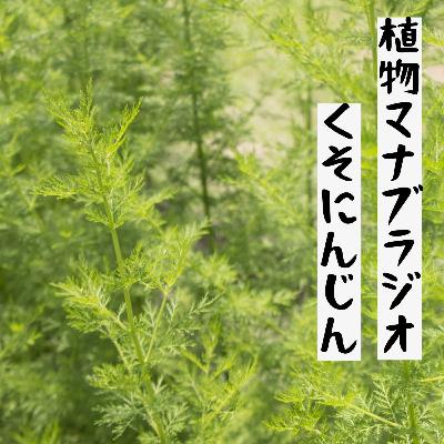 #31 くそにんじん