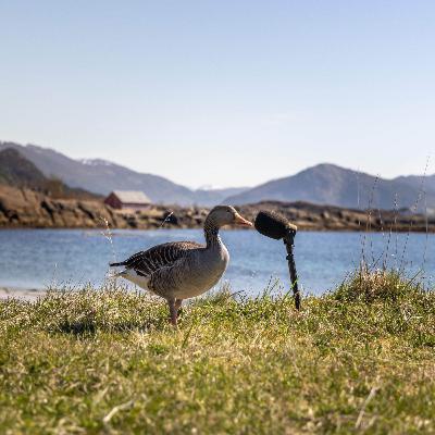 En helg på skadefelling - Herbert og vennene En helg på skadefelling - Herbert og vennene