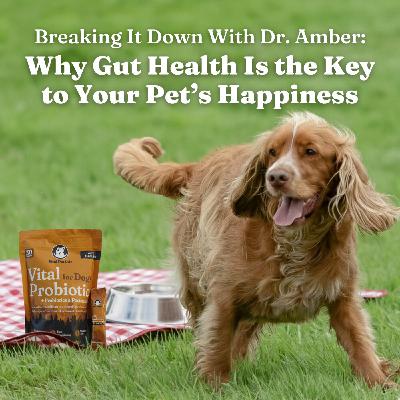 Breaking It Down with Dr. Amber: Why Gut Health Is the Key to Your Pet’s Happiness A Podcast For Dogs Taking Probiotic Supplement
