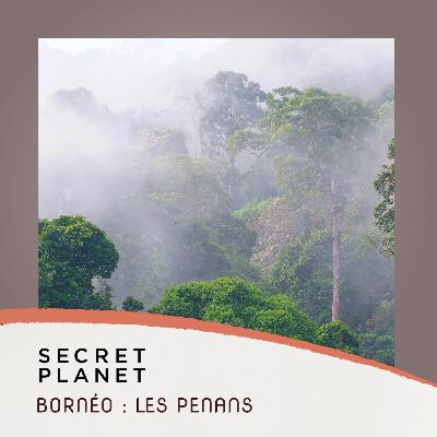 Bornéo : les derniers chasseurs cueilleurs - Les grands reportages #9