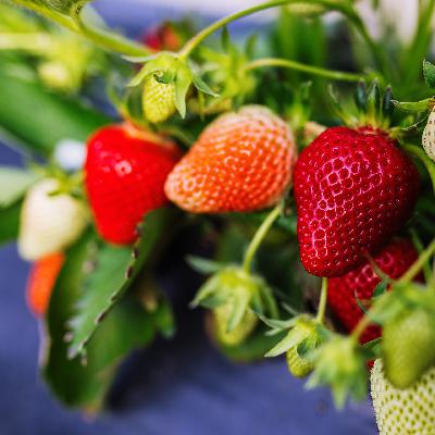 Hänge- und Klettererdbeeren richtig pflanzen und ernten