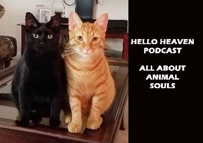 Animal Souls, Encore Show - Hello Heaven Animal Souls, Encore Show - Hello Heaven