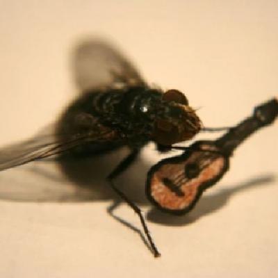Papamoscas Papamoscas
