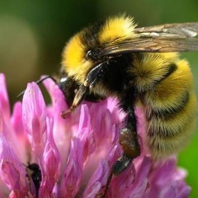 Where have all the insects gone?