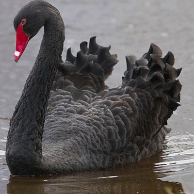 On Disruptions and Black Swans