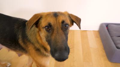 Rescue Roulette: Reactive Elders, Surprise Puppies, and the Wild West of Adoption