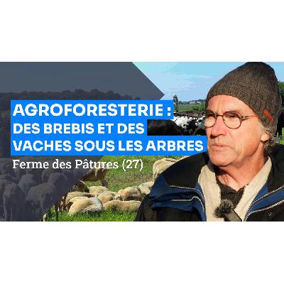 Agroforesterie et élevage ovin-bovin, visite de la ferme des Pâtures (27) Agroforesterie et élevage ovin-bovin, visite de la ferme des Pâtures (27)