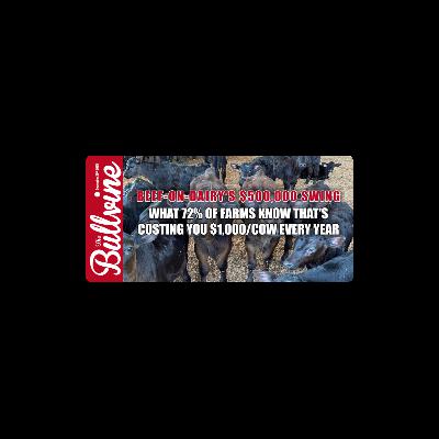 E454 Beef-on-Dairy’s $500,000 Swing: What 72% of Farms Know That’s Costing You $1,000/Cow Every Year E454 Beef-on-Dairy’s $500,000 Swing: What 72% of Farms Know That’s Costing You $1,000/Cow Every Year