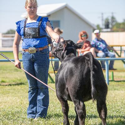 Gelbvieh, Great for Families and 4-H