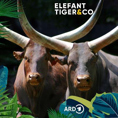 Imposante Watussi-Rinder