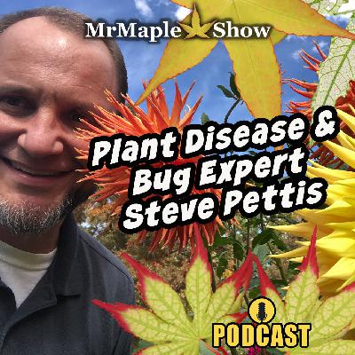 How to Keep Your Japanese Maples Healthy — Pest & Disease Tips from Steve Pettis | MrMaple Show