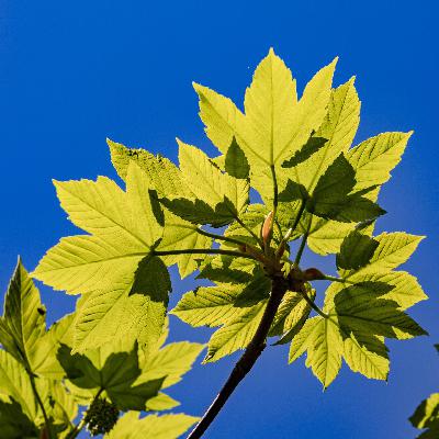 Perfekte Fotosynthese - Auf der Suche nach dem schwarzen Blatt