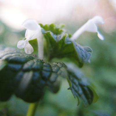 春を告げる身近な植物「ホトケノザ」を年末に紹介