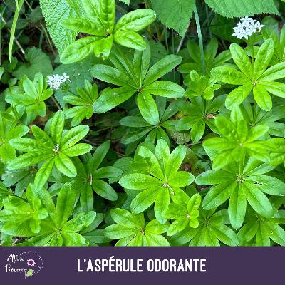 L'aspérule odorante : propriétés médicinales