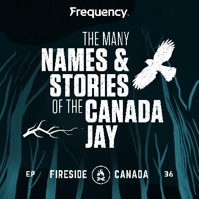 The Many Names and Stories of the Canada Jay
