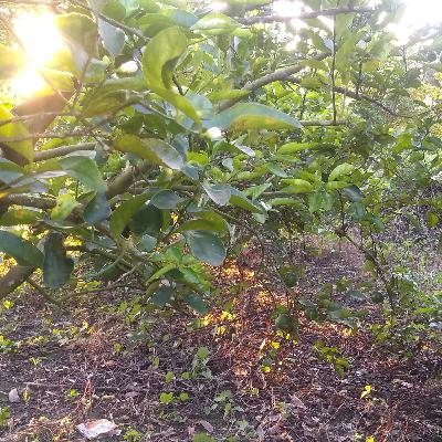 Agricultura y vida natural