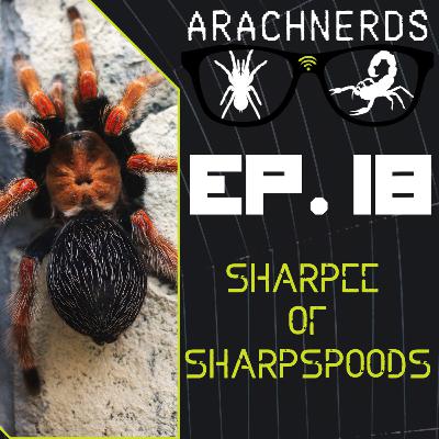 Sharpee of Sharpspoods | ArachNerds Ep. 18 Sharpee of Sharpspoods | ArachNerds Ep. 18
