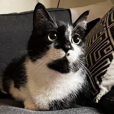 قسمت هشتم رادیوکت؛ معرفی گربه جدید و چرا گربه ها بدجنس میشن قسمت هشتم رادیوکت؛ معرفی گربه جدید و چرا گربه ها بدجنس میشن