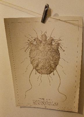 Saison 8 / E#65 - PARASITES Saison 8 / E#65 - PARASITES