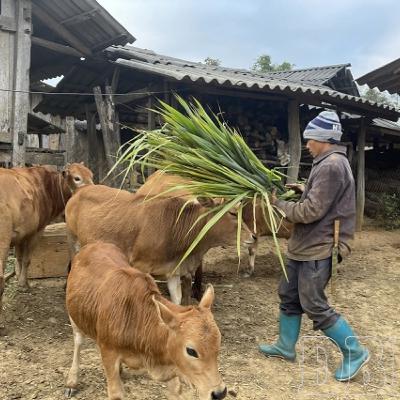 Diễn đàn chủ nhật - Giảm nghèo từ gốc: Sinh kế bền vững là chìa khóa