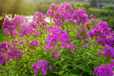 This hardy perennial attracts pollinators and adds late-summer color