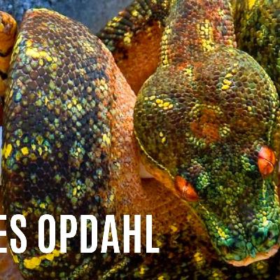 #40 JAMES OPDAHL OF CAPTIVE SNAKES | GREEN TREE PYTHON BREEDER | BOELENS PYTHON | URP #40 JAMES OPDAHL OF CAPTIVE SNAKES | GREEN TREE PYTHON BREEDER | BOELENS PYTHON | URP