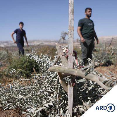 Israel: Drei palästinensische Kämpfer im Westjordanland getötet