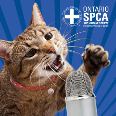 Parrot care tips with exciting guest - Parrot Benji! - Animals' Voice Pawdcast- Season 7,Episode 8