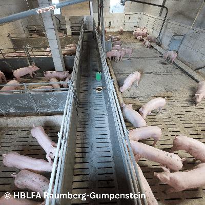 Folge 162: Tierwohl im bestehenden Schweinestall: Ergebnisse aus IBeSt
