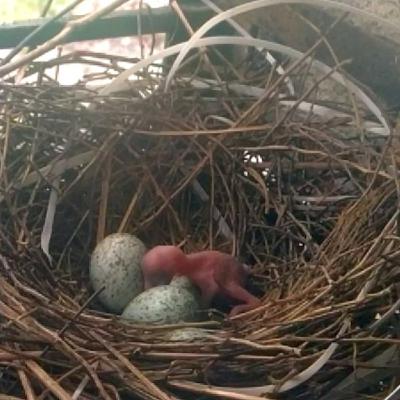 The Web of Maaya The Web of Maaya