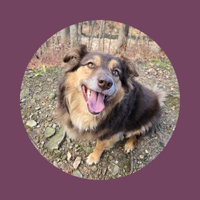 Bark! The Herald Angels Sing: how people met their pets