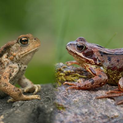 La course des Grenouilles