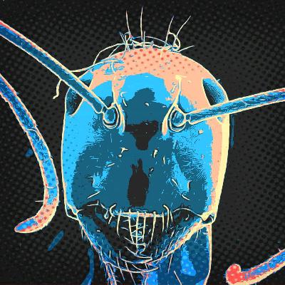 Hormigas - Especie del día 7 Hormigas - Especie del día 7